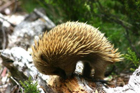 Wombat Cabin - Mackay Tourism 4