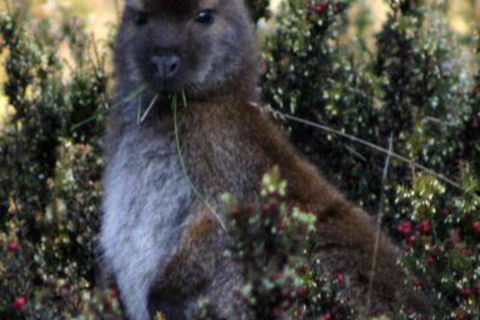 Wombat Cabin - Mackay Tourism 6