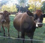 Drumreagh Bed  Breakfast Cabins - Mackay Tourism