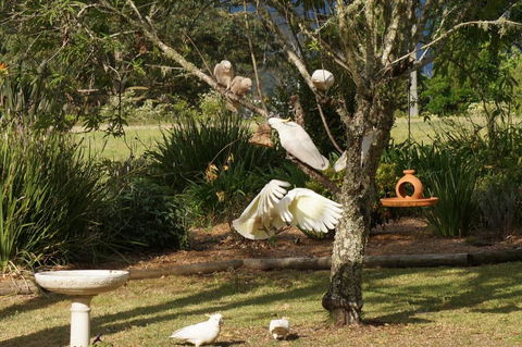 Vicarage View Cottage - Mackay Tourism 5