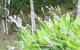 Magnolia Cottage - thumb 1