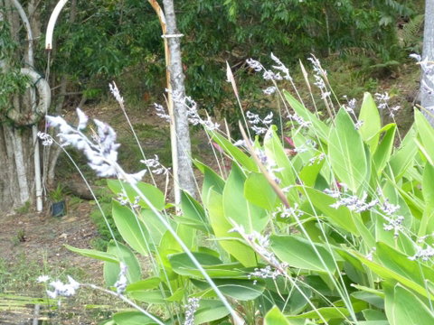 Magnolia Cottage - Mackay Tourism 1