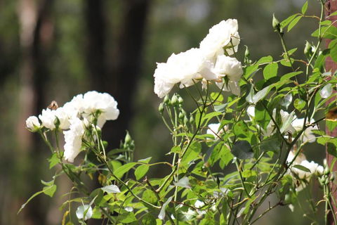 Avoca Park - Mackay Tourism 5