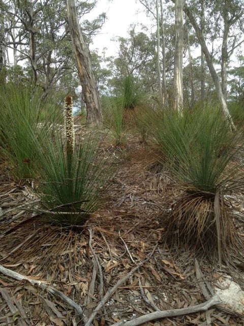 Echidna On Bruny - Mackay Tourism 1