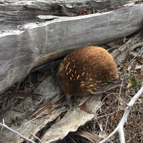 Echidna On Bruny - Mackay Tourism 2