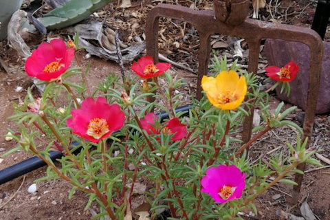 Vagabond Historic - Mackay Tourism 1