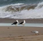 Baillieu Breeze - Mackay Tourism