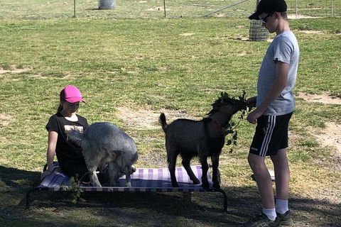 High Country Trail Rides & Farm Stay - Mackay Tourism 5