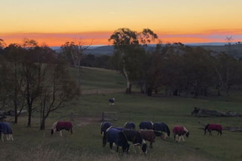 High Country Trail Rides & Farm Stay - Mackay Tourism 0
