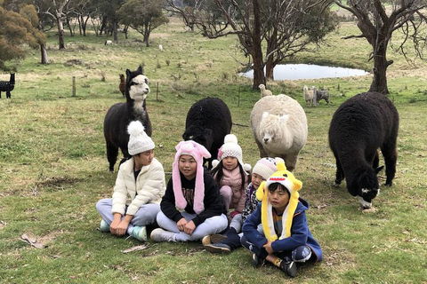 High Country Trail Rides & Farm Stay - Mackay Tourism 2