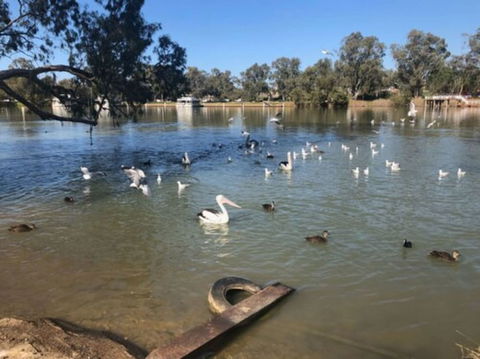 Discovery Parks - Mildura, Buronga Riverside - Mackay Tourism 1