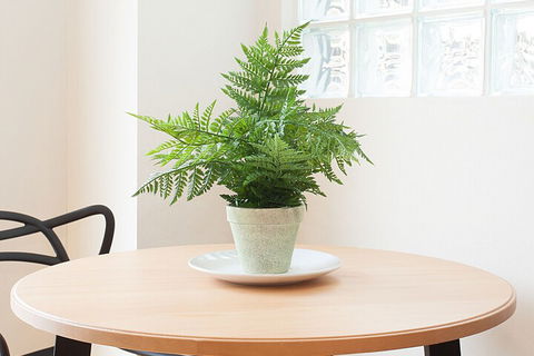 Urban Rest The Brumby - Mackay Tourism 2