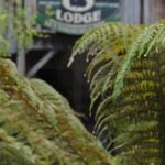 The Wombat Cottage - Mackay Tourism 0