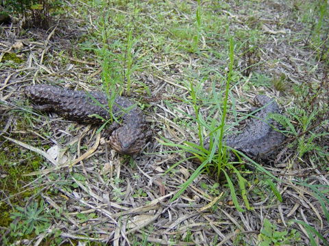 Didgy Ridge - Mackay Tourism 3