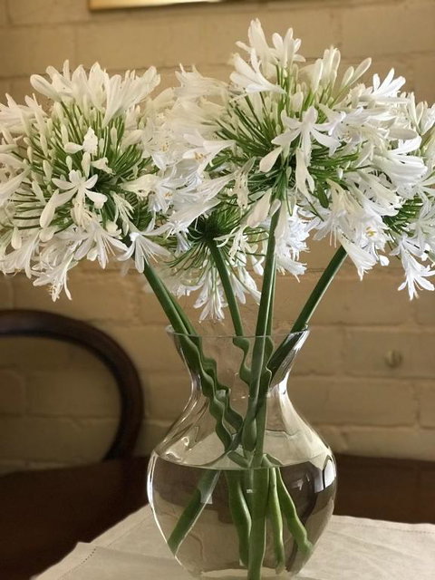 Holly Cottage - Mackay Tourism 4