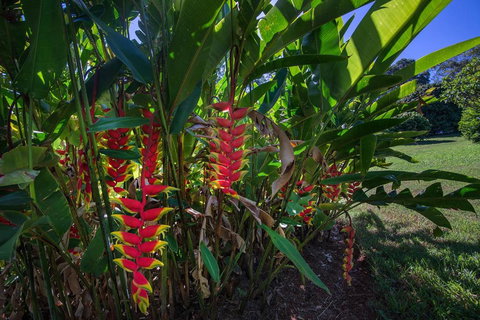 The Figs Byron - Mackay Tourism 6
