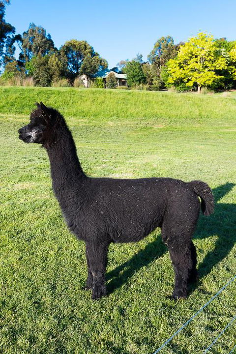Raynella Alpaca Farmstay - Mackay Tourism 2