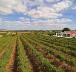 Barossa Valley Lyndoch - Mackay Tourism