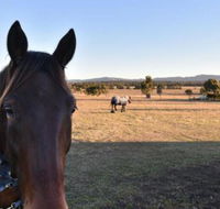 Clydesdale Cottage on Talga with real Clydesdale Horses - Mackay Tourism