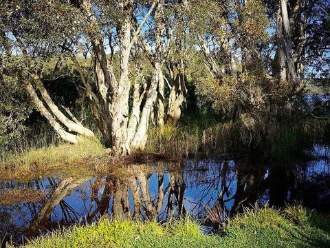 Wisteria Cottage On The Lagoon / Beach - Mackay Tourism 4