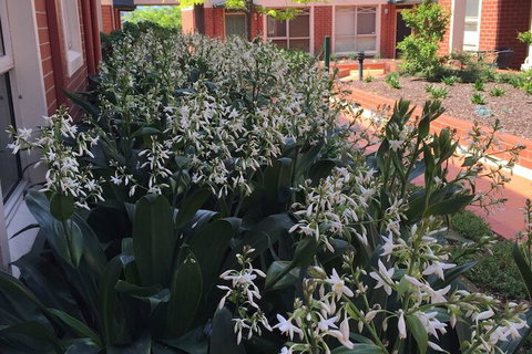 Australian Home Away At Box Hill 2 Bedroom - Mackay Tourism 1