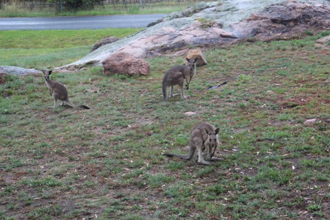 Zuny Yurt - Mackay Tourism 3