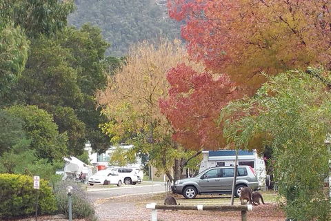 Breeze Holiday Parks - Halls Gap - Mackay Tourism 5