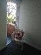 Abbeville Apartments - Mackay Tourism 5