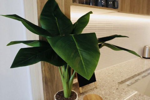 Homely Apartments In Southbank - Mackay Tourism 1