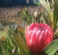 Creswick Cabin Retreat - Mackay Tourism