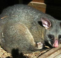 Giba Gunyah Country Cottages - Mackay Tourism