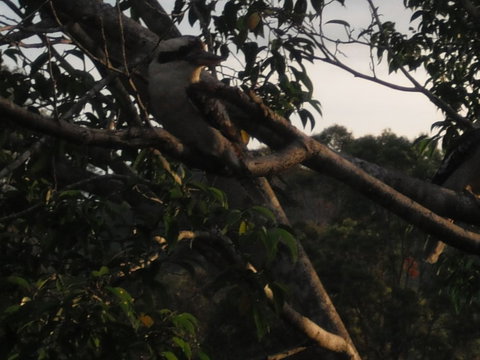 Amamoor Homestead B&B And Country Cottages - Mackay Tourism 2