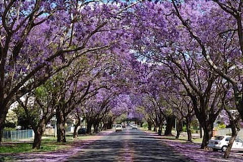 Civic Motel - Mackay Tourism 3