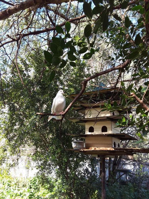 The Dove Cote - Mackay Tourism 5