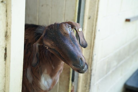 Giants Table And Cottages - Mackay Tourism 1
