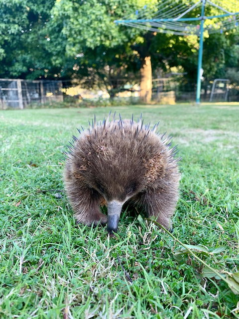 Giants Table And Cottages - Mackay Tourism 6
