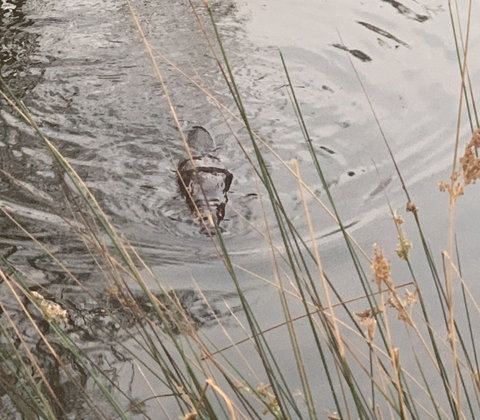 Giants Table And Cottages - Mackay Tourism 4