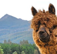 Maydena Mountain Cabins - Mackay Tourism