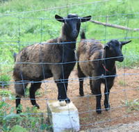 Alstonville Country Cottages - Mackay Tourism