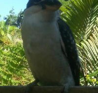 Tropic Oasis Holiday Villas - Mackay Tourism
