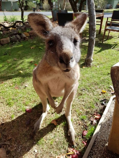 Grampians Eco YHA - Hostel - Mackay Tourism 1
