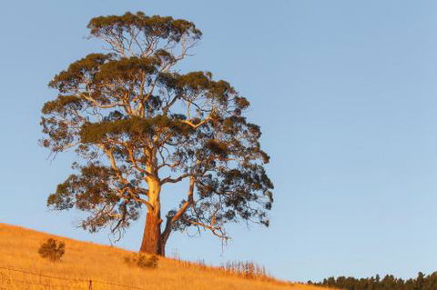 2 Dukes Daylesford - Mackay Tourism 5