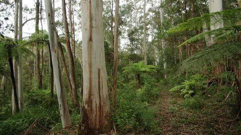 Carinya Park - Mackay Tourism 1