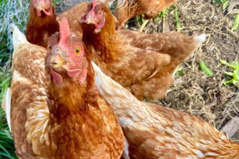 Sassafras Springs - Mackay Tourism 2