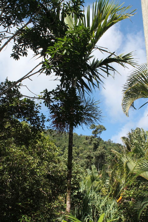 Whitsundays Rainforest Retreat - Mackay Tourism 3