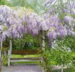 Amelina Cottages - Mackay Tourism