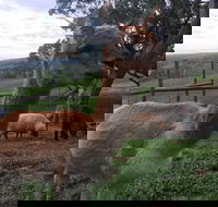 Morella Farm Stay - Mackay Tourism