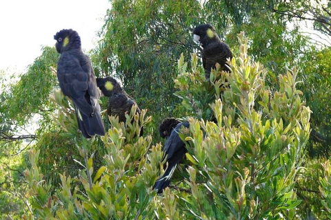 Eagles Rise Tasmania - Mackay Tourism 5
