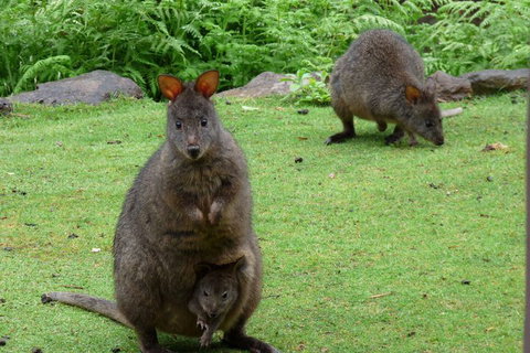 Eagles Rise Tasmania - Mackay Tourism 2