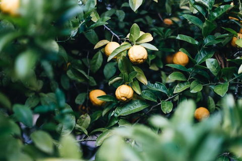 Lemon Tree Cottage Bendeela - Mackay Tourism 3